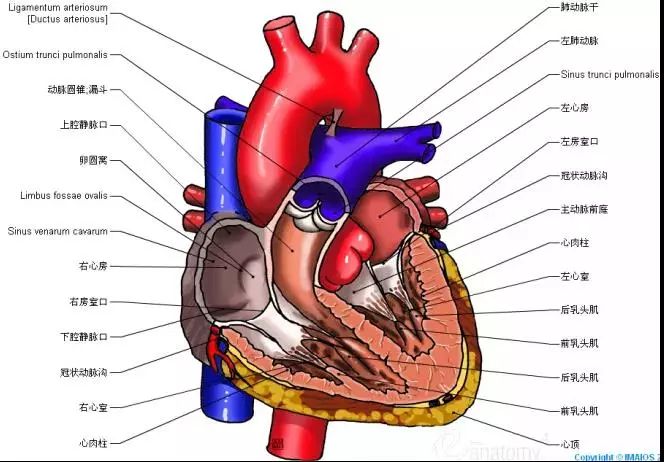 最全的心脏解剖图,没有之一!
