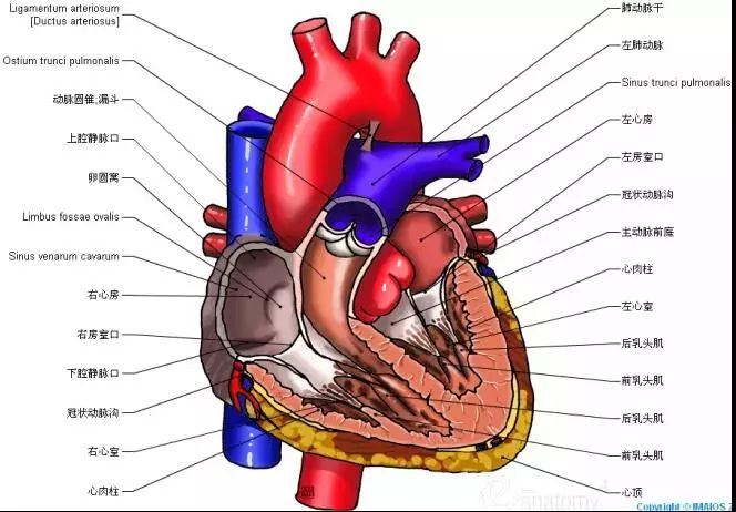 最全的心脏解剖图没有之一