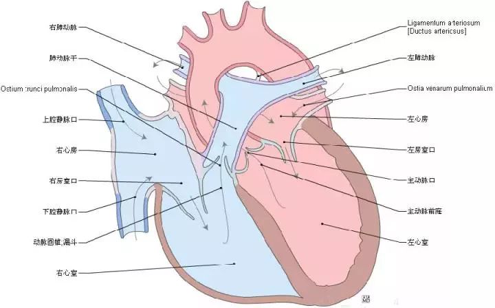 最全的心脏解剖图,没有之一!