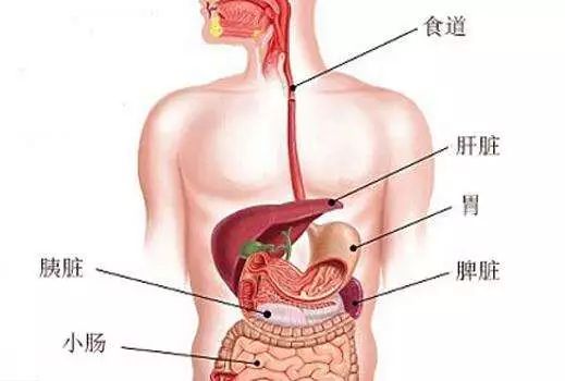 肝脏是人体内脏里最大的器官,位于人体中的腹部位置,以代谢功能为主.