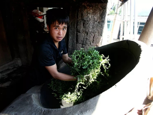 搜茶记丨普洱皇家古茶园困鹿山