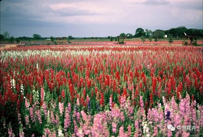 春季花海新风向金鱼草品种花色介绍