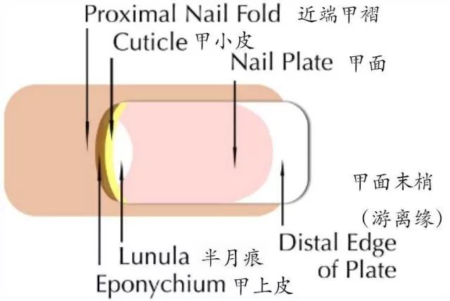 【医学零距离】《自然养吧》——和指甲"亚健康"说再见!