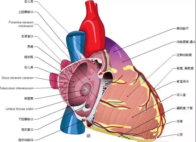 最全的心脏解剖图没有之一