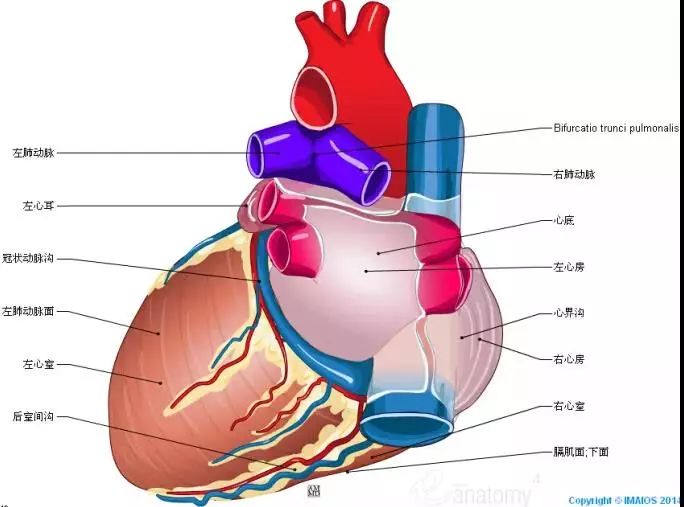最全的心脏解剖图没有之一