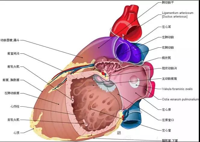最全的心脏解剖图没有之一
