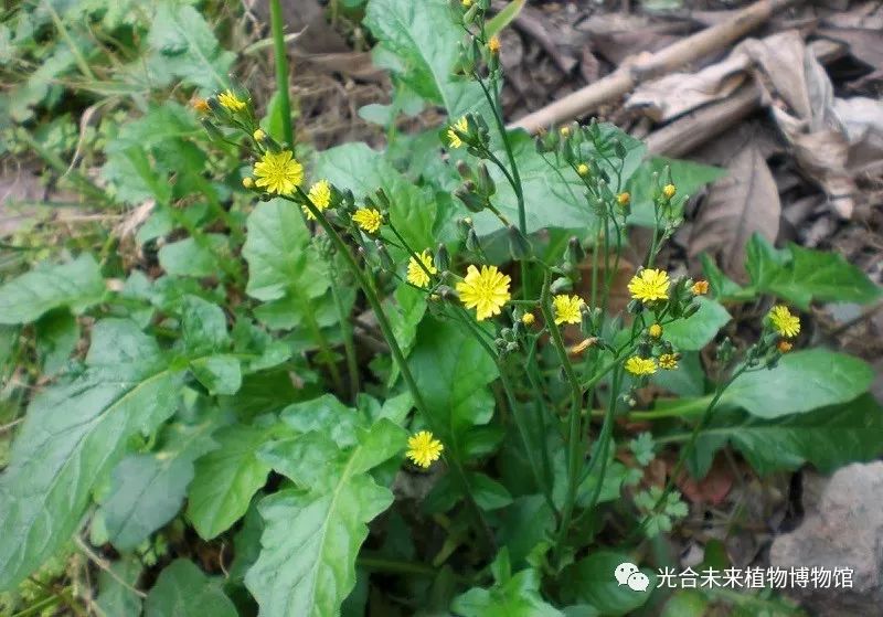 黄鹌菜又叫野青菜,还阳草,含有较高的膳食纤维.