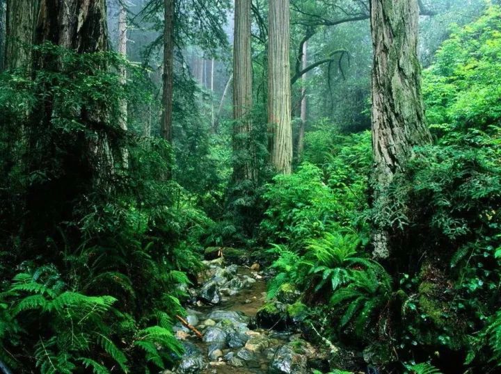 西双版纳有中国唯一的热带雨林自然保护区,多绿,多雾,温馨和谐,林木