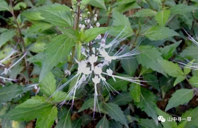 猫须草的功效与作用