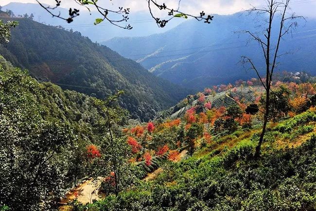 云南茶山 高山云雾出好茶,无量山茶山无量