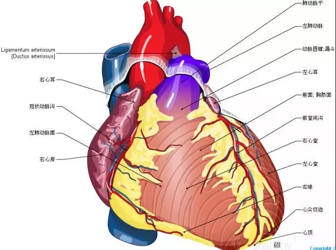 最全的心脏解剖图没有之一