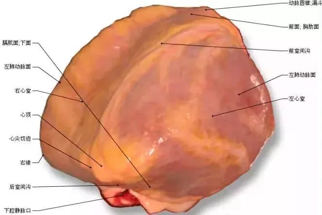 基底前间壁 - 2. basal anteroseptal 3 - 3 3. 基底下间壁 - 3.