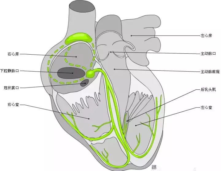 基底前间壁 - 2. basal anteroseptal 3 - 3 3. 基底下间壁 - 3.