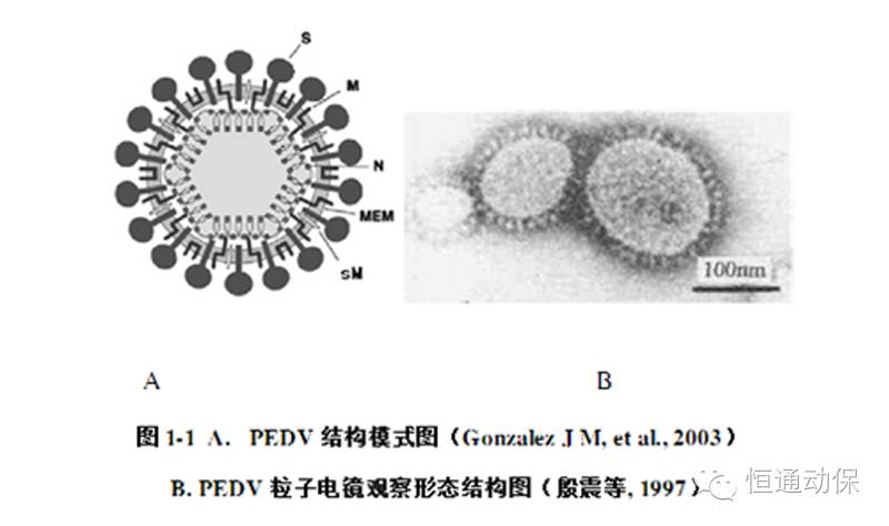 2分钟教你认识猪流行性腹泻病毒