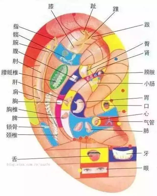 耳朵是人体的缩影,几乎所有脏器的变化都能从耳朵上表现出来,其中关系