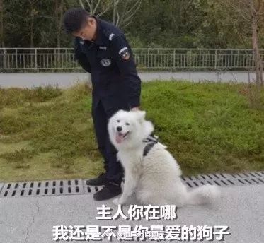 又一只狗狗赖上警察局!萨摩"报警"寻主人,却因为几个包子不肯走了!