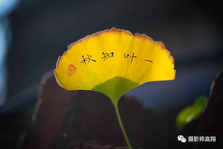 【摄影&汉字】写在树叶上的字,美吗?