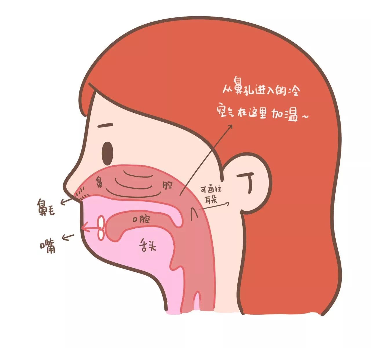 二、咽的分部-人体解剖学-医学