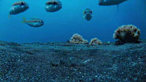 蓝色星球2第三集更新那些海洋动物教会我们的事