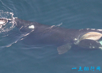 北大西洋露脊鲸 80吨 成年的北大西洋露脊鲸的体长可达15米,体重有80