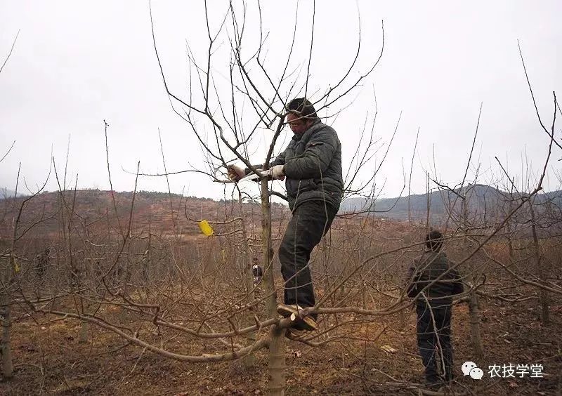 "顺口溜传疯了!"树旺就是不结果,树弱依旧难结果,到底该咋办?