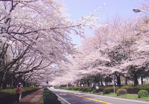 爆料日本筑波大学的特别之处