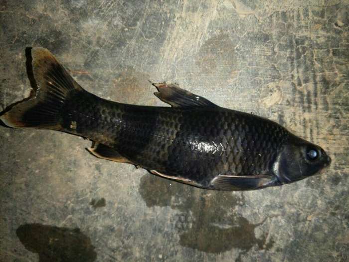 在河里钓鱼抓了三条, 这鱼怪的是身上有整段的黑色!