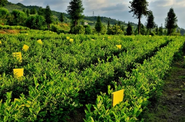 在179个种植面积万亩,125个5000至1万亩乡镇实行茶园用农药专营店