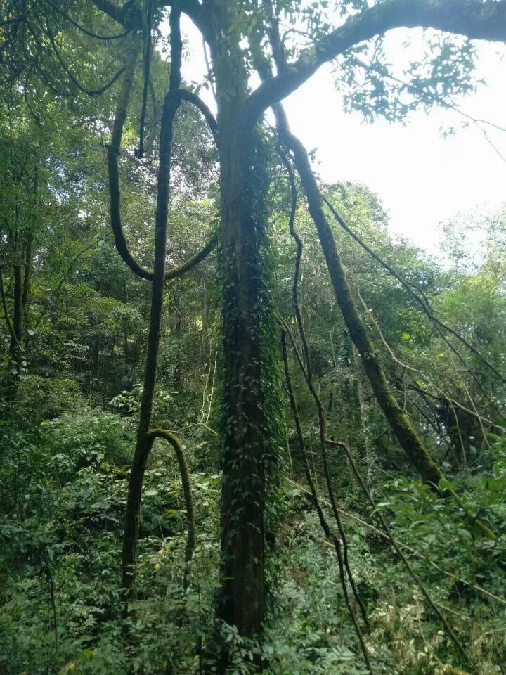 隆林  站在金钟山的某个地方,某个角络都能看到不一样的美景