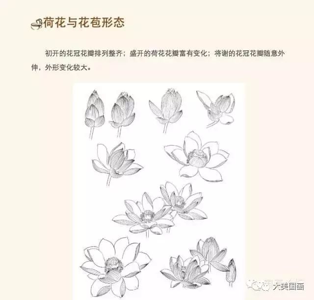 二:用淡石绿平涂整个莲蓬,待石绿干透后,用淡花青分染出莲蓬的结构