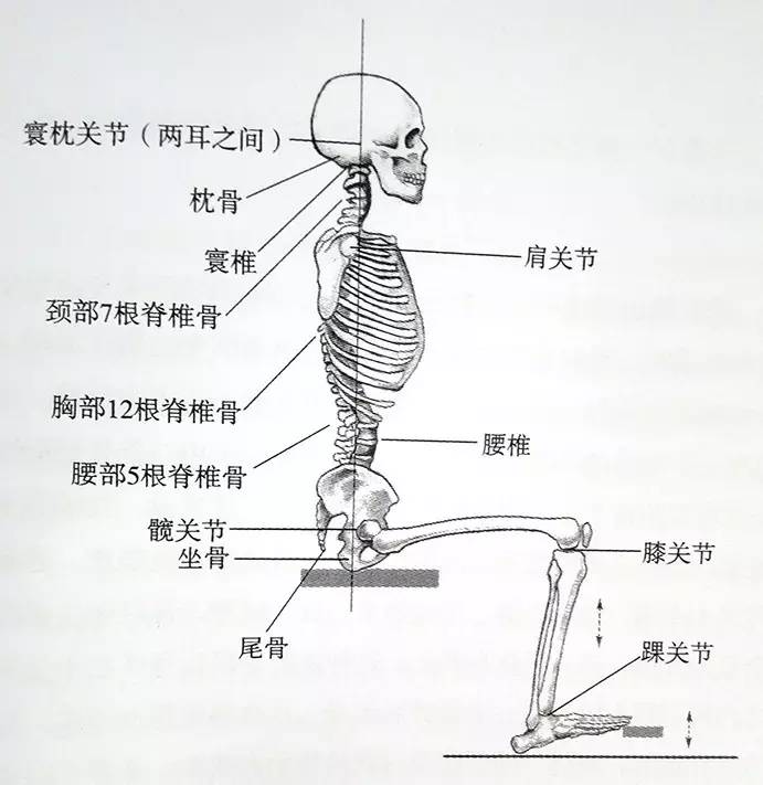 图为主要骨骼架构,用脚踩踏板的平稳坐姿.