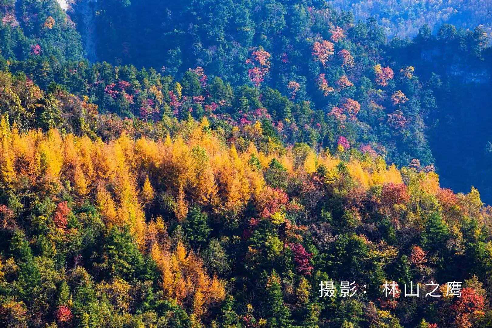 重庆城口：大巴山腹地赏秋看红叶 成大自然的调色板
