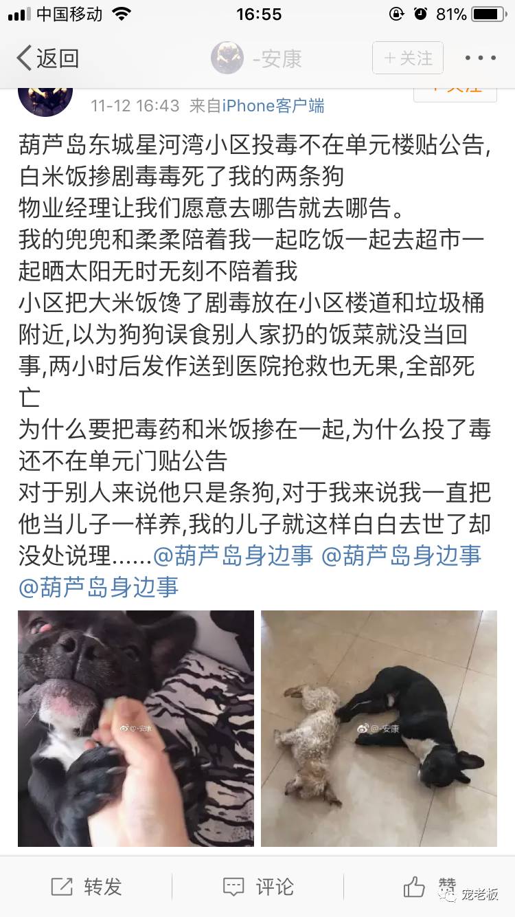 投毒事件频发,这样做也许可以救狗狗一命