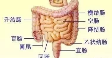 大肠,直肠大肠反射区域:在颧骨下方偏外侧部位从眼珠到外眼角往下至