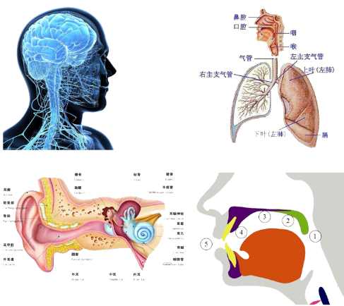 五岁孩子发音不准怎么办