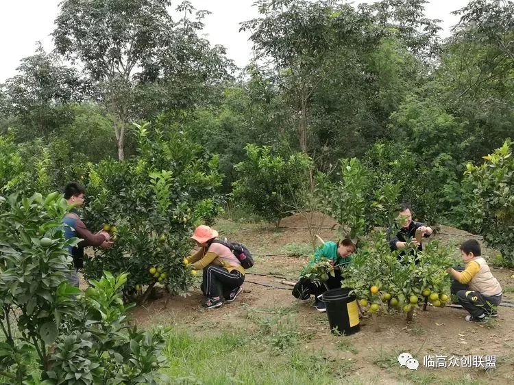 临高自己的橙园【记忆果园】| 本月18日正式开园采摘啦!