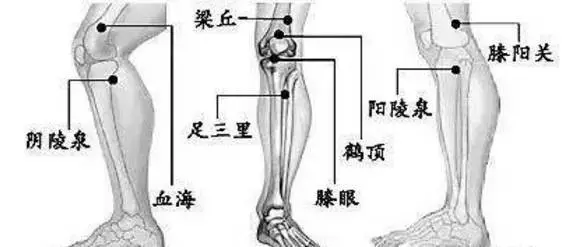 第七条日常保养:一揉二按三拍打 揉膝关节的痛点,按足三里,阳陵泉