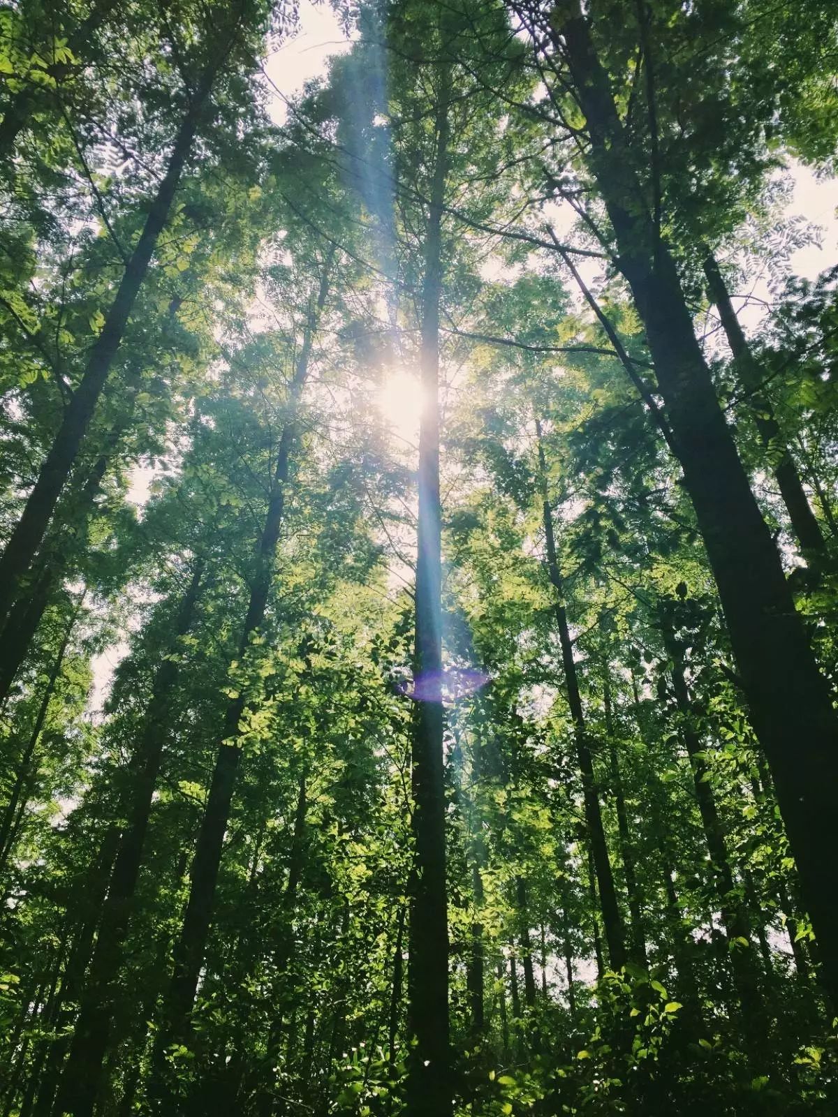 池塘边的榕树上简谱_池塘边的榕树上图片