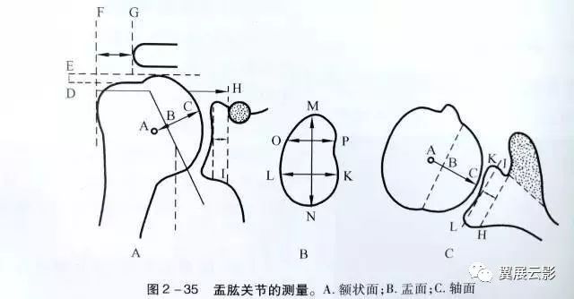 肩关节x线解剖与重要测量数据