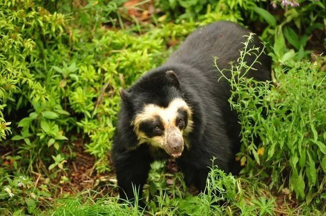 宠物 正文  spectacled bear 眼镜熊是南半球唯一的熊类,因为其眼睛