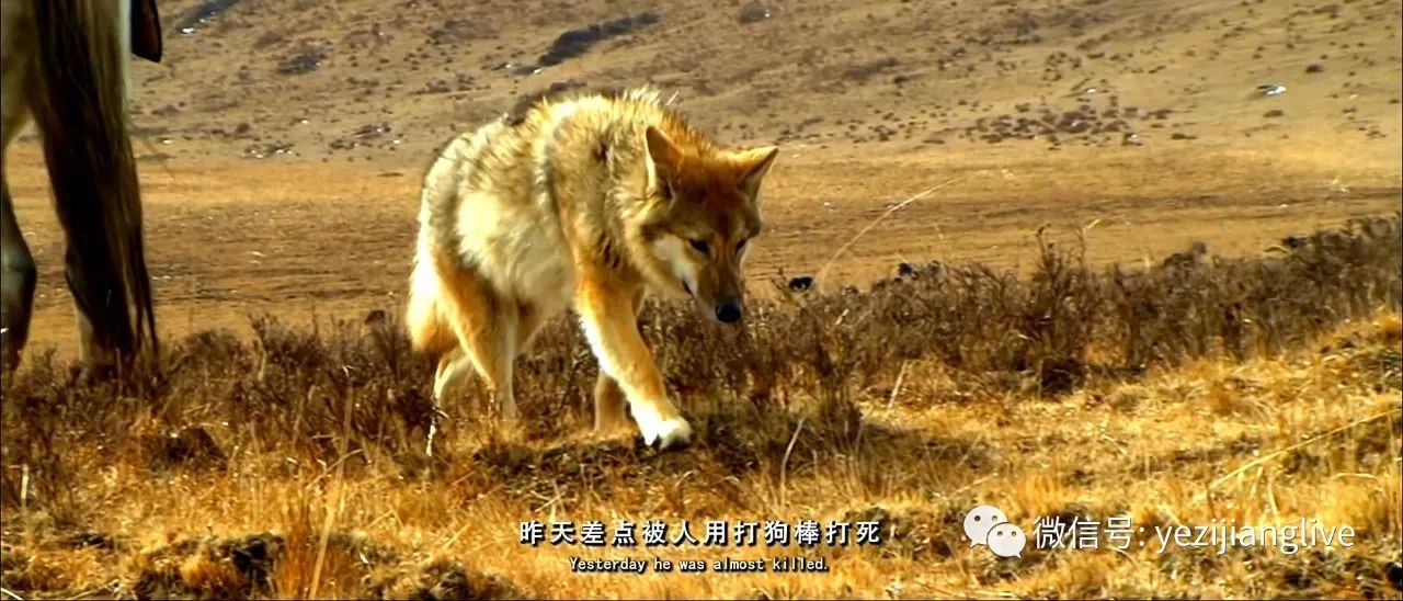 16公映【重返·狼群】狼王遗孤从草原救回城市又从城市回到故乡