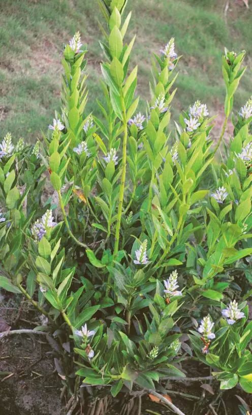 11月15日 | 老鼠簕 · 深圳植物日历