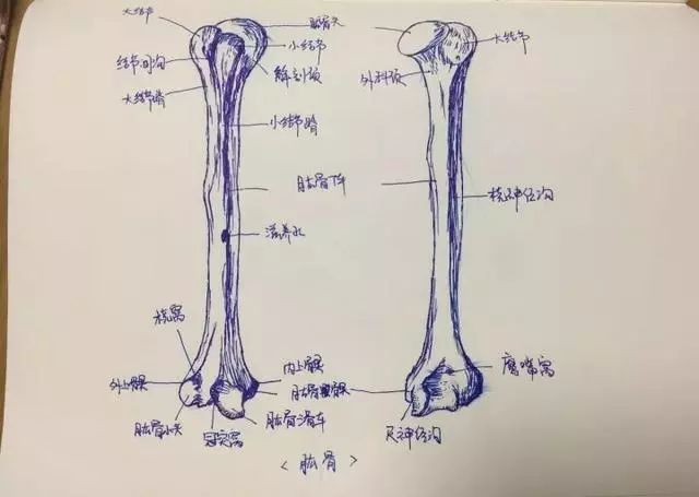 把人体局部解剖图画下来, 骨头,血管,关节…… 一笔一画, 人体结构