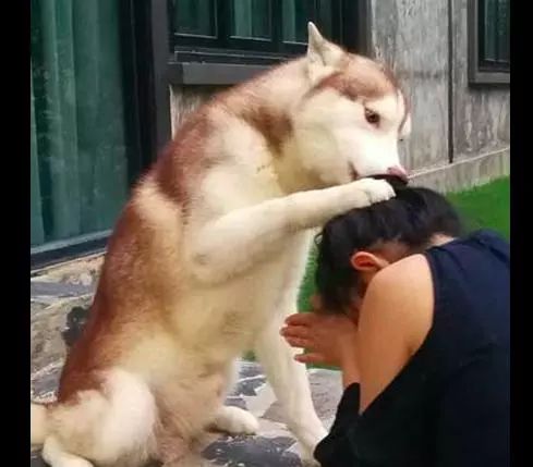 主人在门口掩面哭泣,哈士奇看到后用爪子拍拍头安慰她,好暖心!