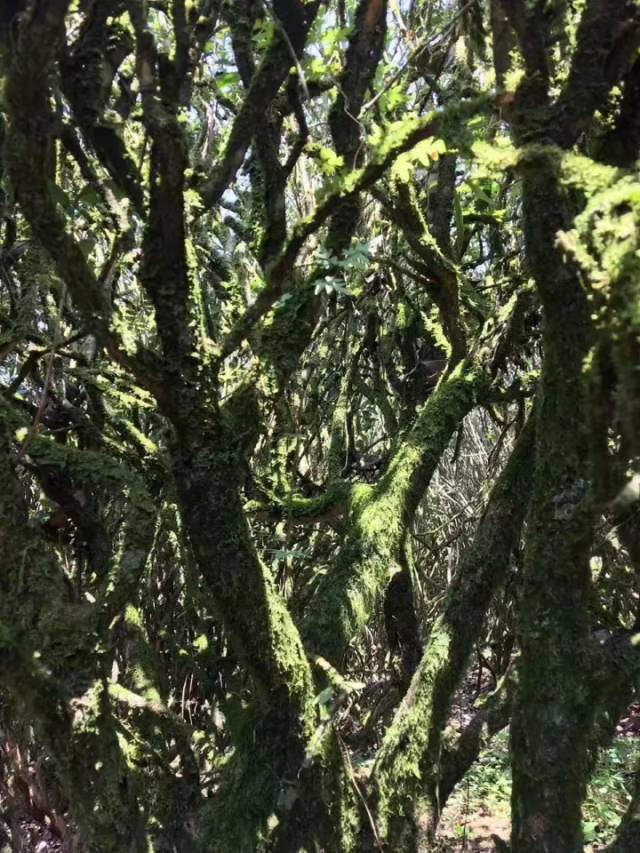 科普你知道武夷山哪些地方有老枞水仙