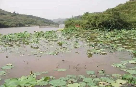 江河选钓点:河汊处;河弯处;洄水湾;水草处;凸凹岸;以上都是好钓点.