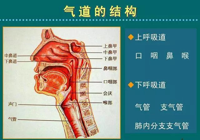 支气管炎和肺炎是上呼吸道还是下呼吸道