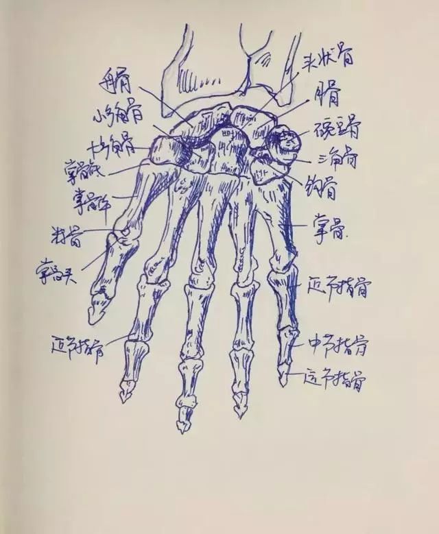 珠海美女医生手绘人体解剖图,惊艳了整个珠海