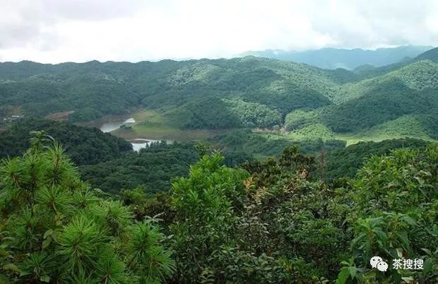 须立贡茶古茶山,龙坝古茶山,通关古茶山,坝溜古茶山,迷帝贡茶古茶山