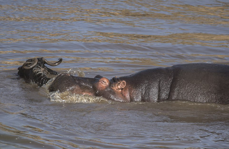 肯尼亚一只角马渡河时被河马攻击致死